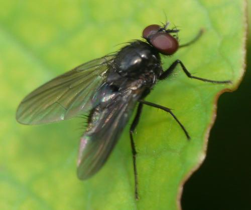 Hebecnema sp.
