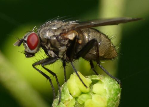 Helina maculipennis