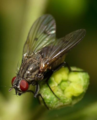Helina maculipennis