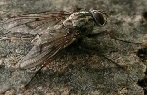 Réf. 43 611 : Phaonia fuscata
