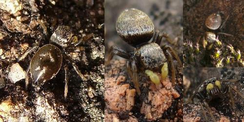 Heliophanus tribulosus