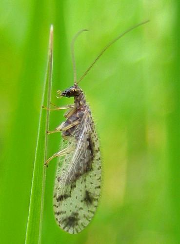Réf. 43 380 : Micromus variegatus