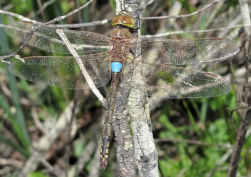 Réf. 43 865 : Anax ephippiger