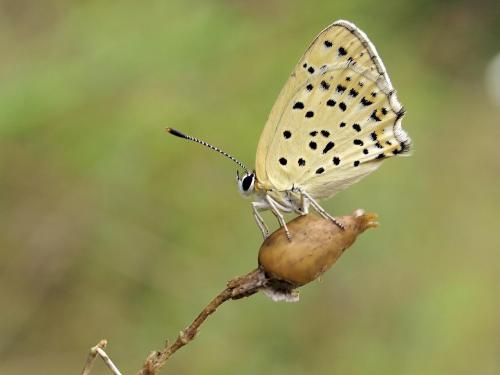Réf. 43 128 : Lycaena tityrus