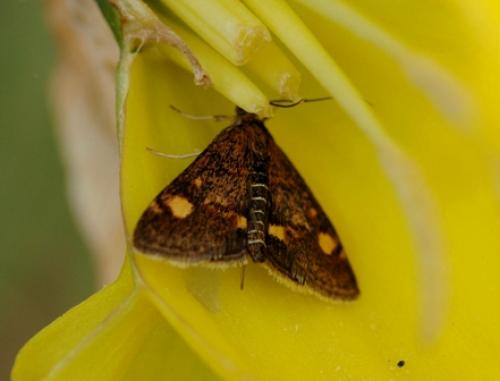Pyrausta aurata