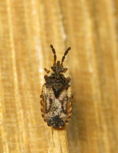 Aradus depressus