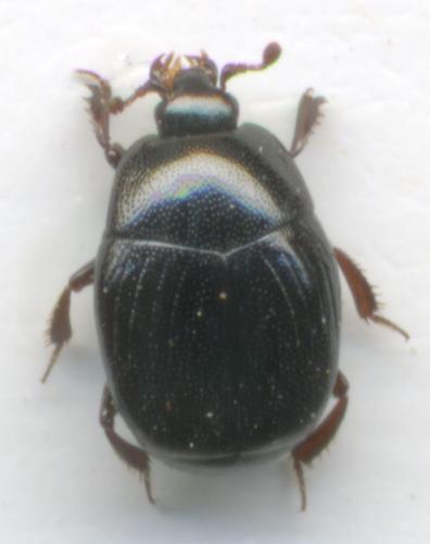 Gnathoncus rotundatus