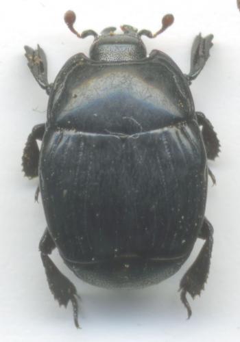 Margarinotus merdarius