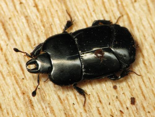 Réf. 43 541 : Hololepta plana