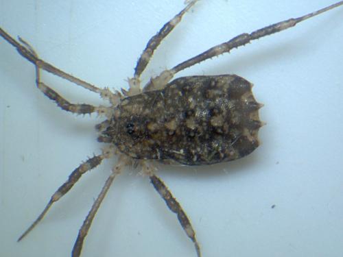 Homalenotus quadridentatus