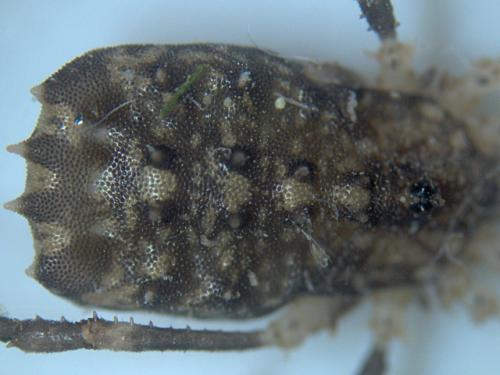 Homalenotus quadridentatus