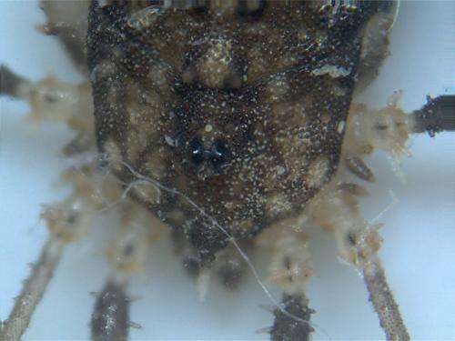 Homalenotus quadridentatus
