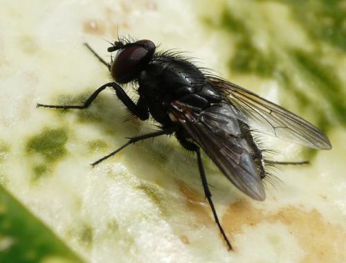 Hydrotaea dentipes