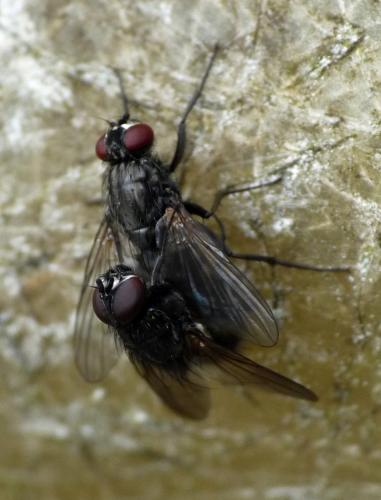 Hydrotaea dentipes