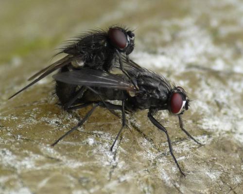 Hydrotaea dentipes