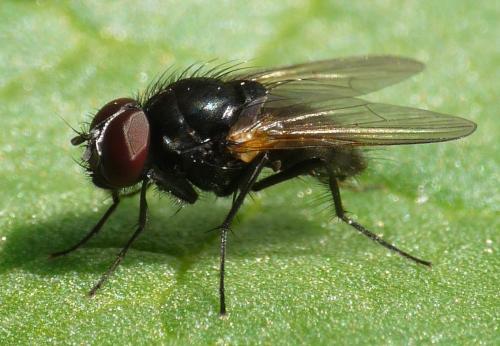 Hydrotaea floccosa