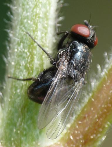Hydrotaea ignava