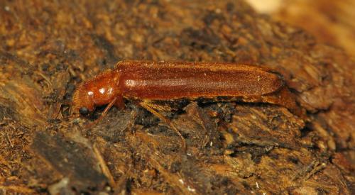 Elateroides dermestoides