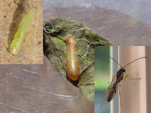 Diplazontinae