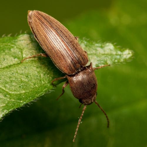 Agriotes lineatus