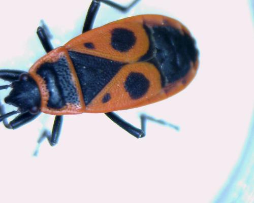 Pyrrhocoris apterus