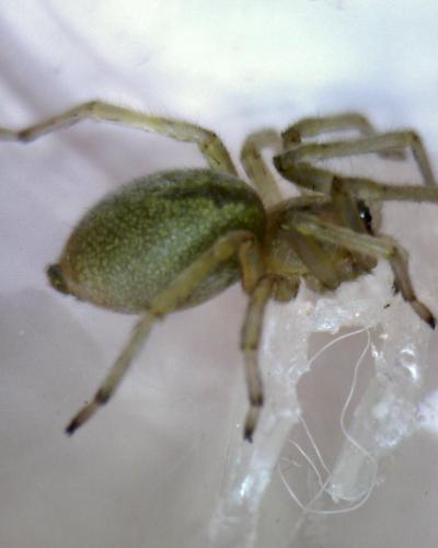 Cheiracanthium sp.