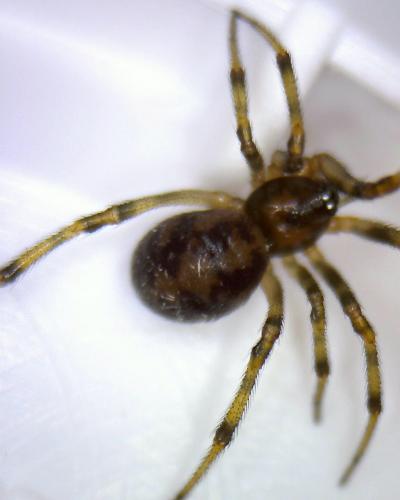 Steatoda triangulosa