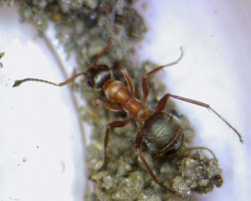 Formica sp.
