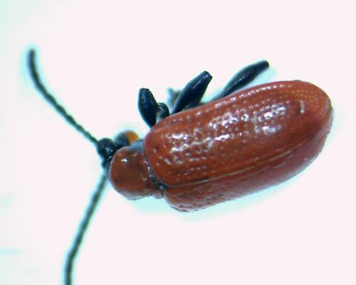Lilioceris lilii