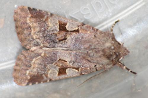 Orthosia gothica