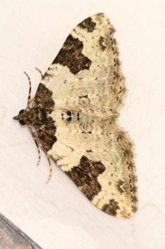 Xanthorhoe fluctuata