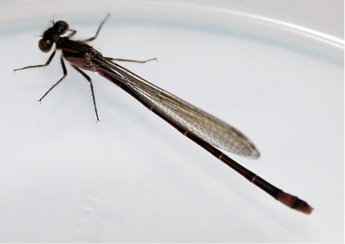 Ischnura elegans