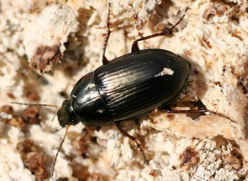 Réf. 43 549 : Amara similata