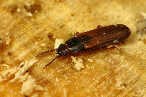 Pediacus dermestoides