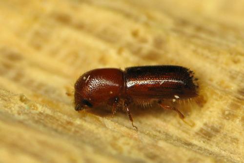 Orthotomicus sp.