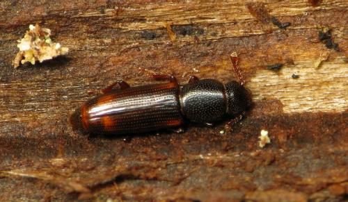 Rhizophagus bipustulatus