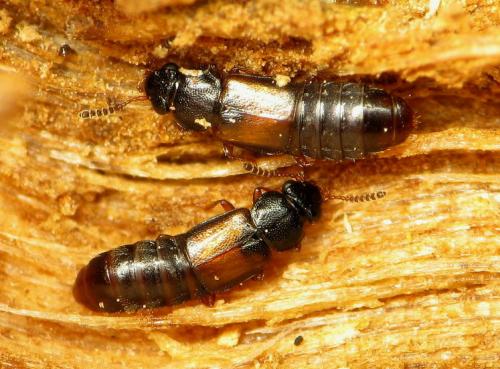 Réf. 43 355 : Phloeostiba plana