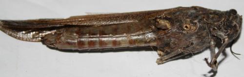 Anacridium aegyptium