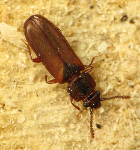 Pediacus dermestoides