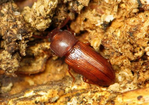 Réf. 43 357 : Palorus sp.