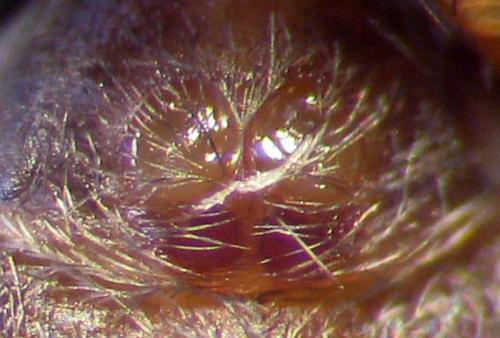 Pseudeuophrys lanigera