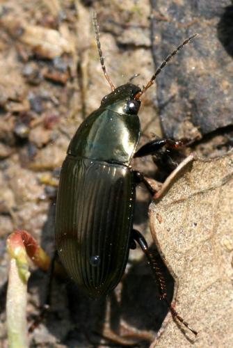 Réf. 43 529 : Amara similata
