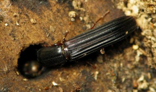 Réf. 43 354 : Colydium elongatum