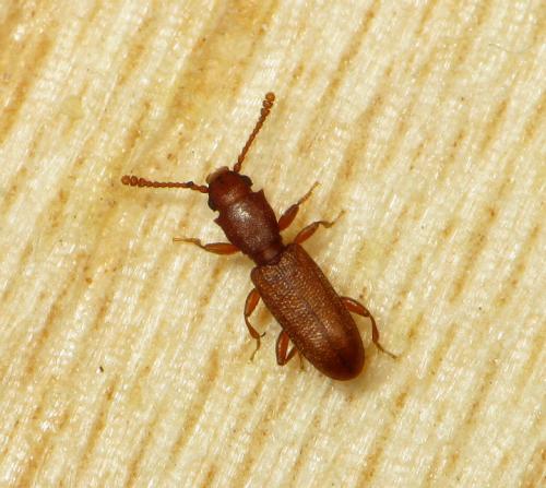 Silvanus unidentatus