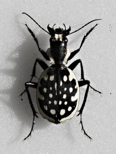 Réf. 43 867 : Graphipterus serrator