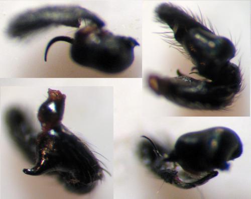 Heliophanus cupreus
