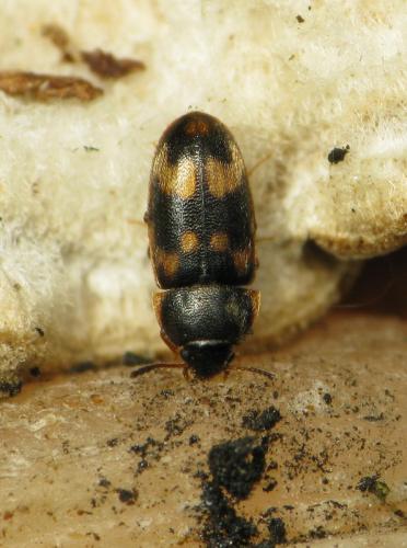 Réf. 43 389 : Litargus connexus