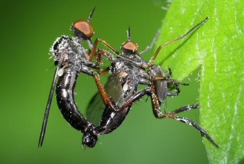 Empis nigritarsis