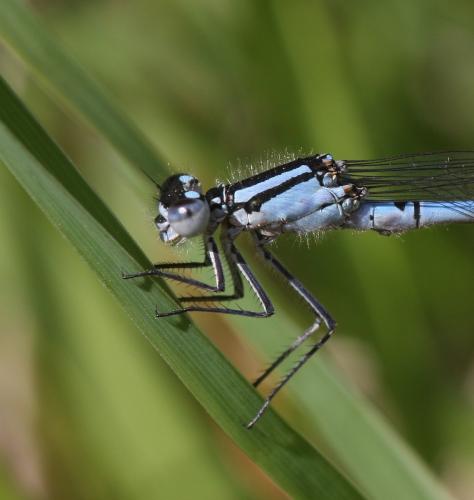 Enallagma cyathigerum