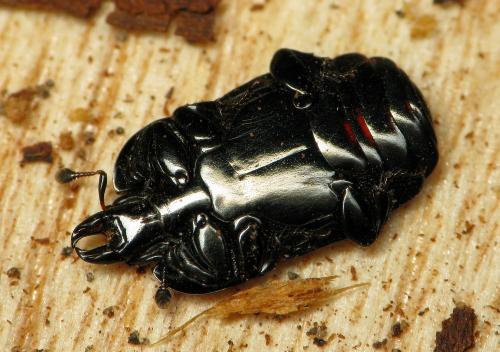 Réf. 43 542 : Hololepta plana